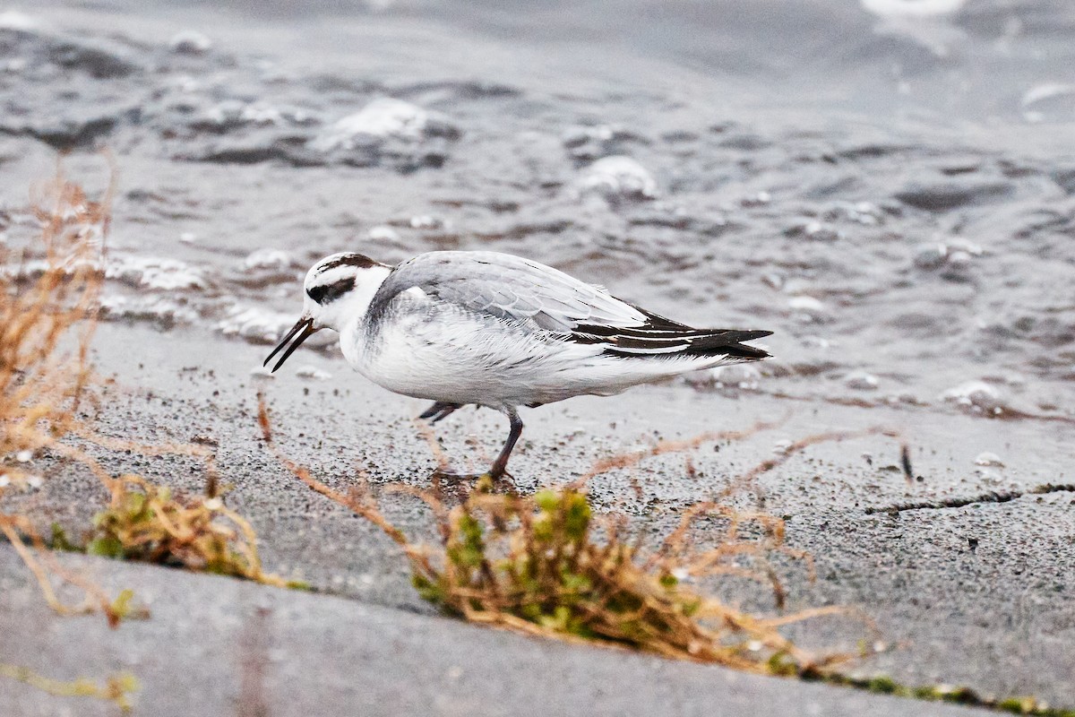 灰瓣足鷸 - ML646782242