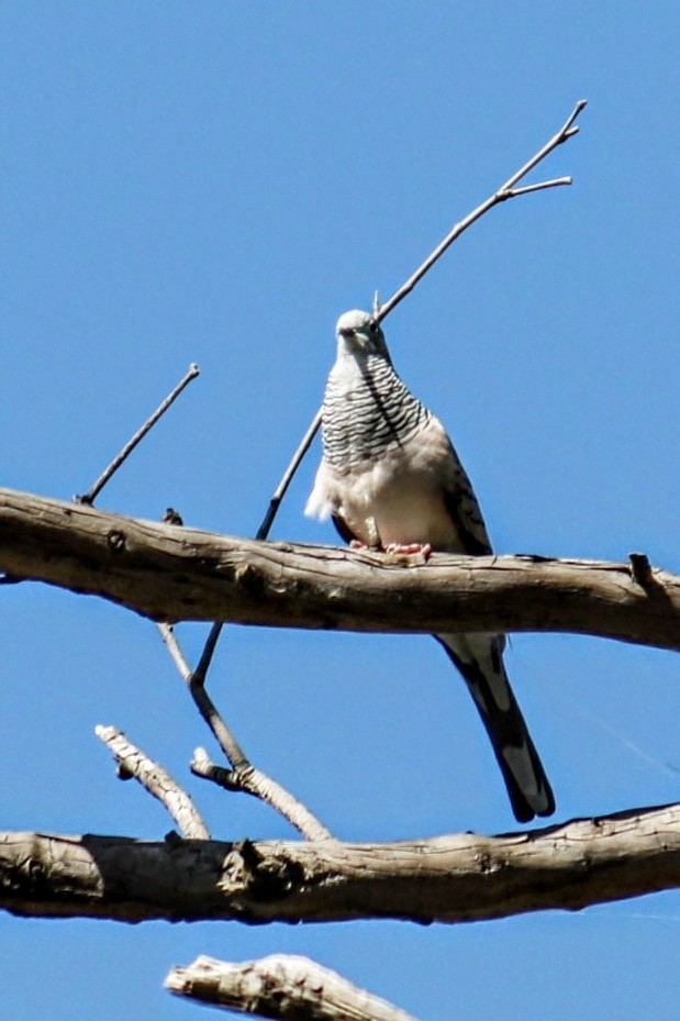 Peaceful Dove - ML646782244