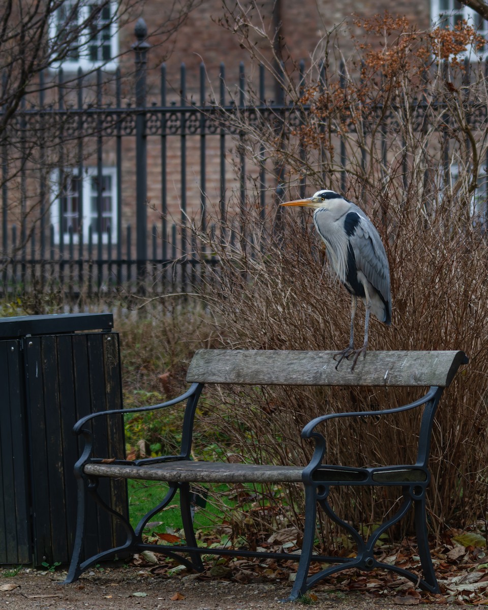 gråhegre - ML646782245