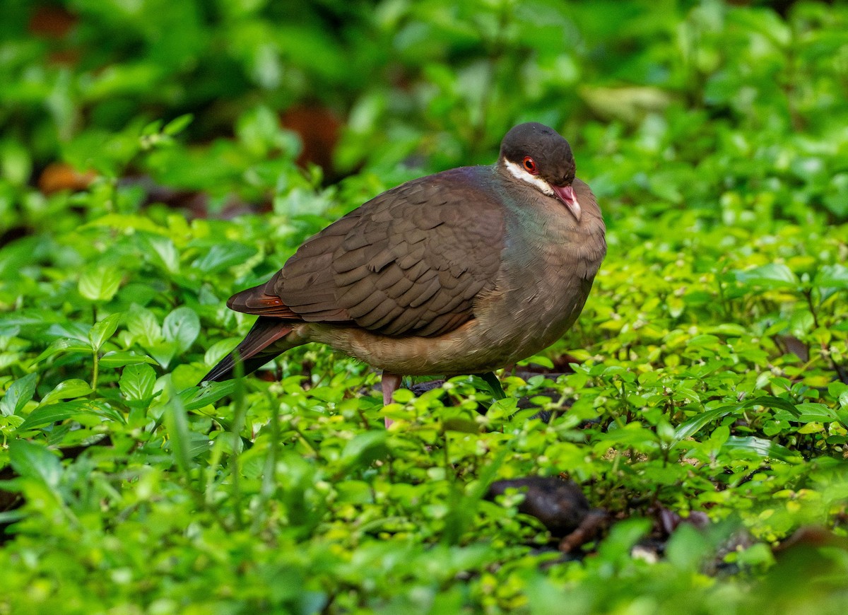 Paloma Perdiz de Martinica - ML646782246