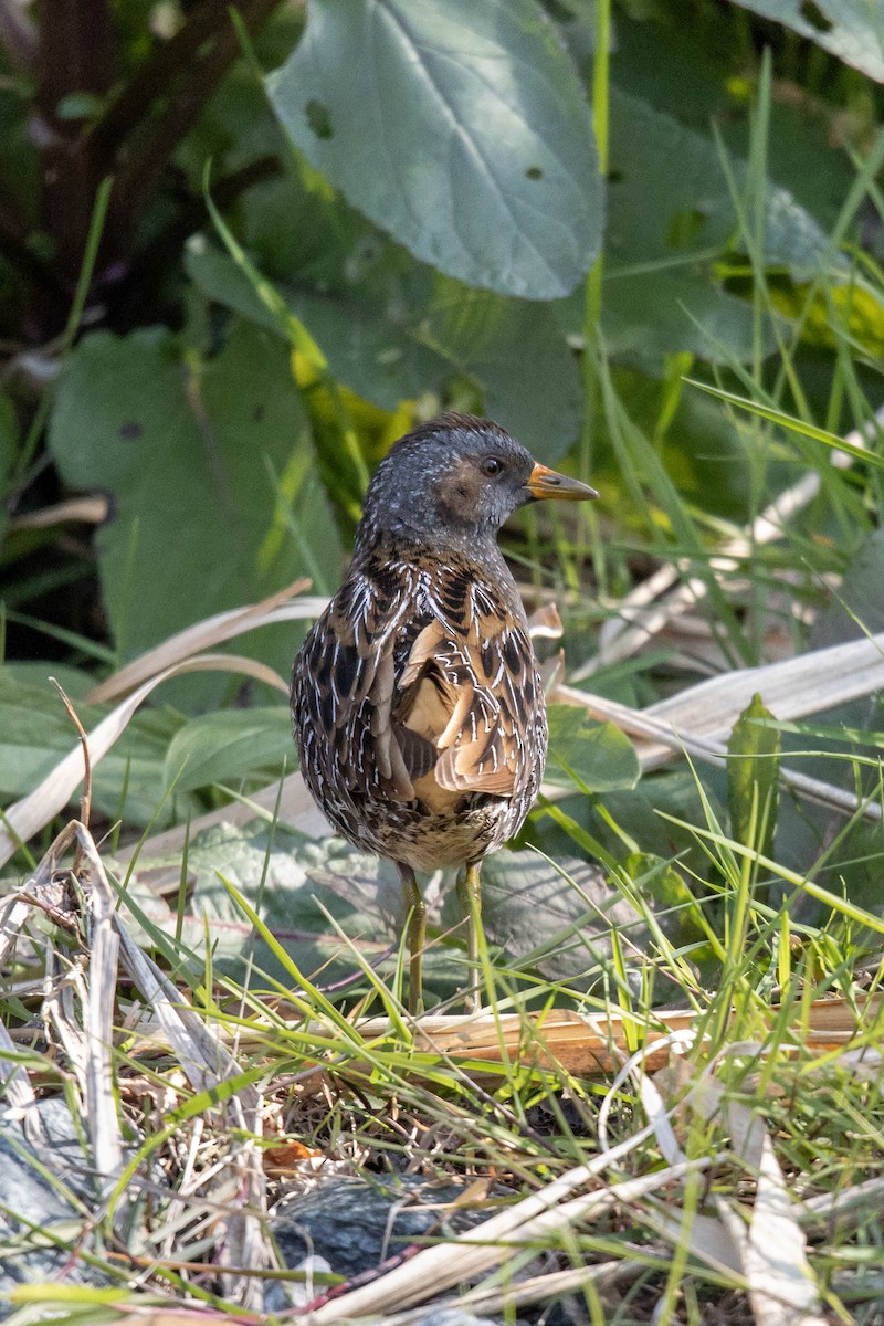 myrrikse - ML646782247