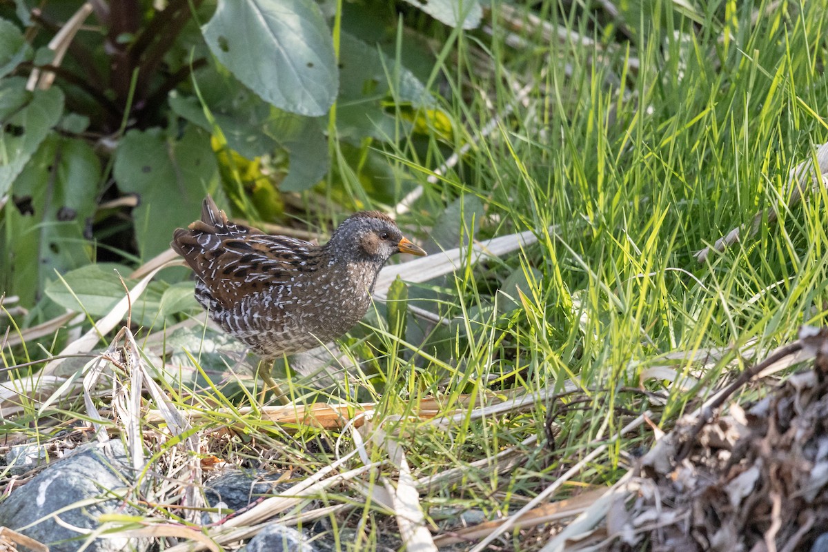 myrrikse - ML646782248