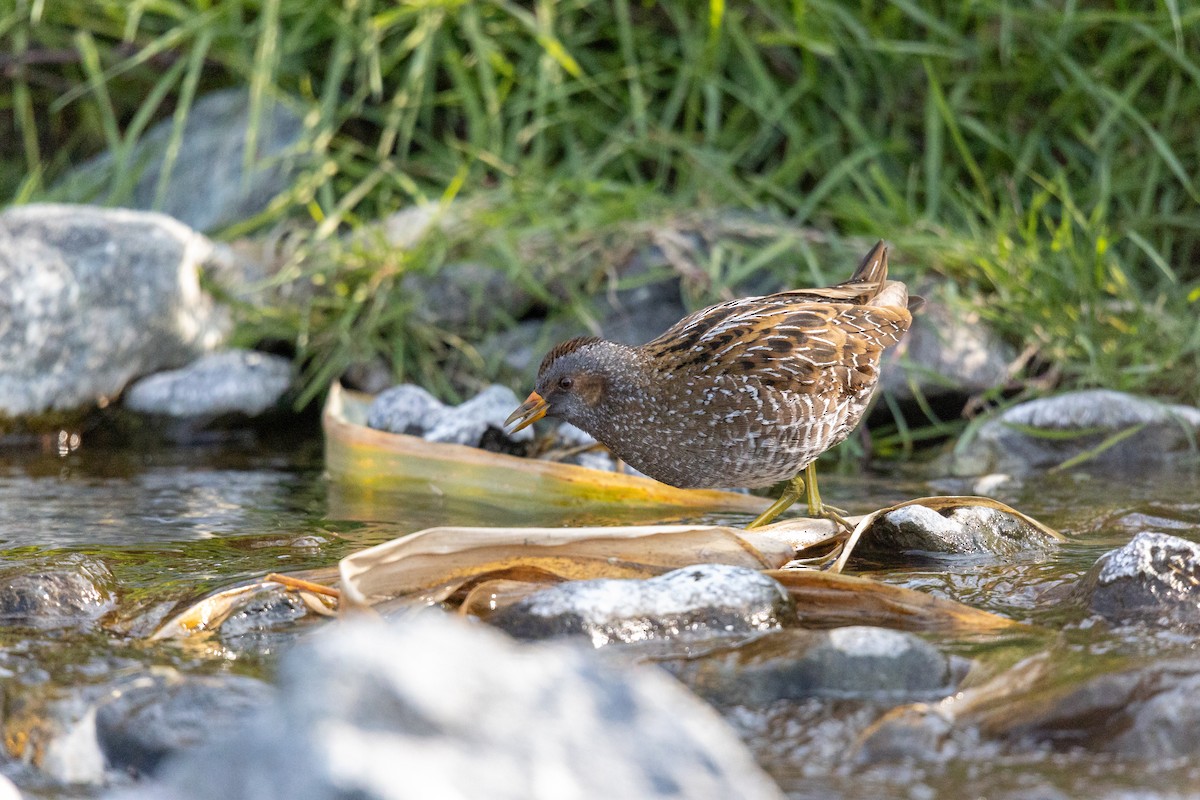 myrrikse - ML646782249