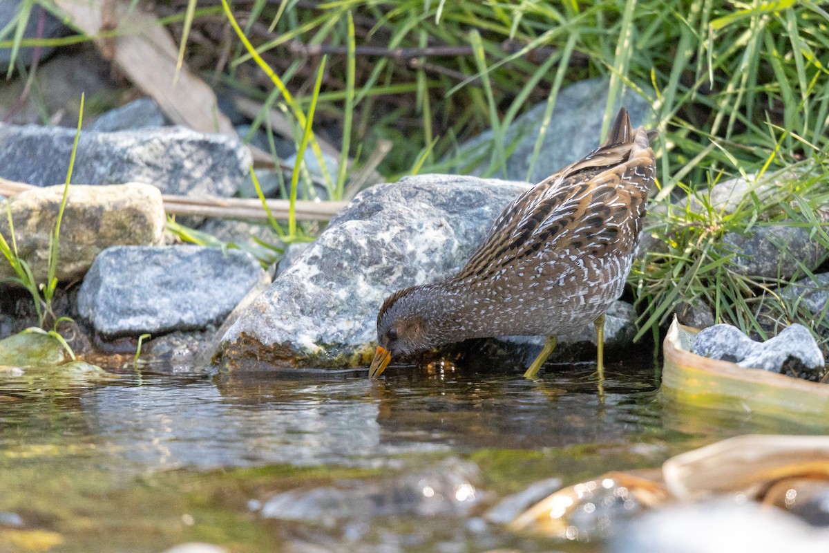 myrrikse - ML646782250