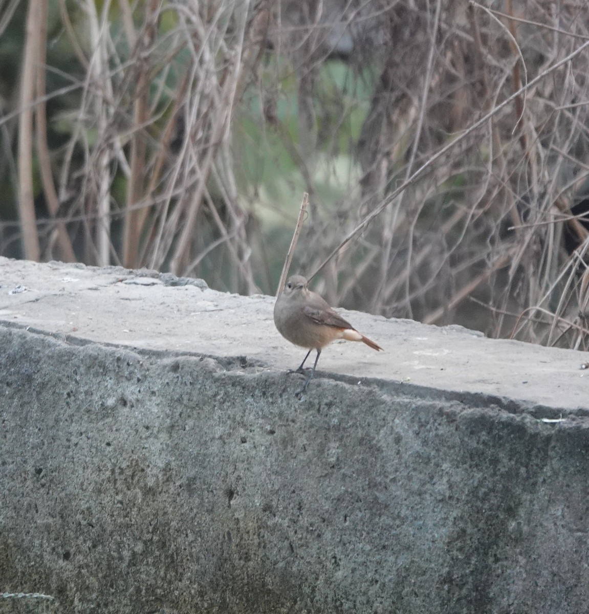 svartrødstjert - ML646782251