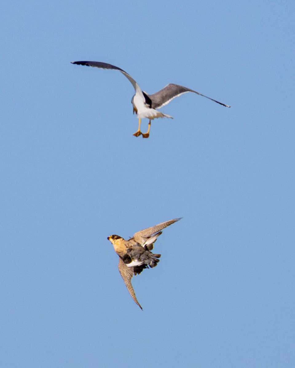 Halcón Peregrino - ML646782252