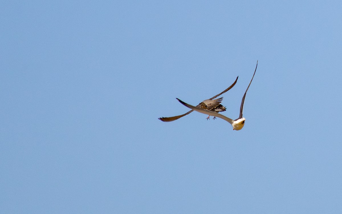 Halcón Peregrino - ML646782254