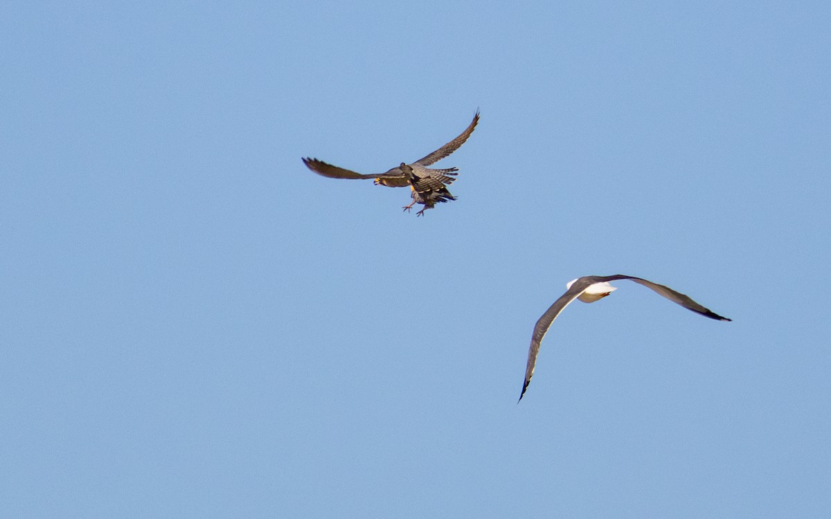 Halcón Peregrino - ML646782255