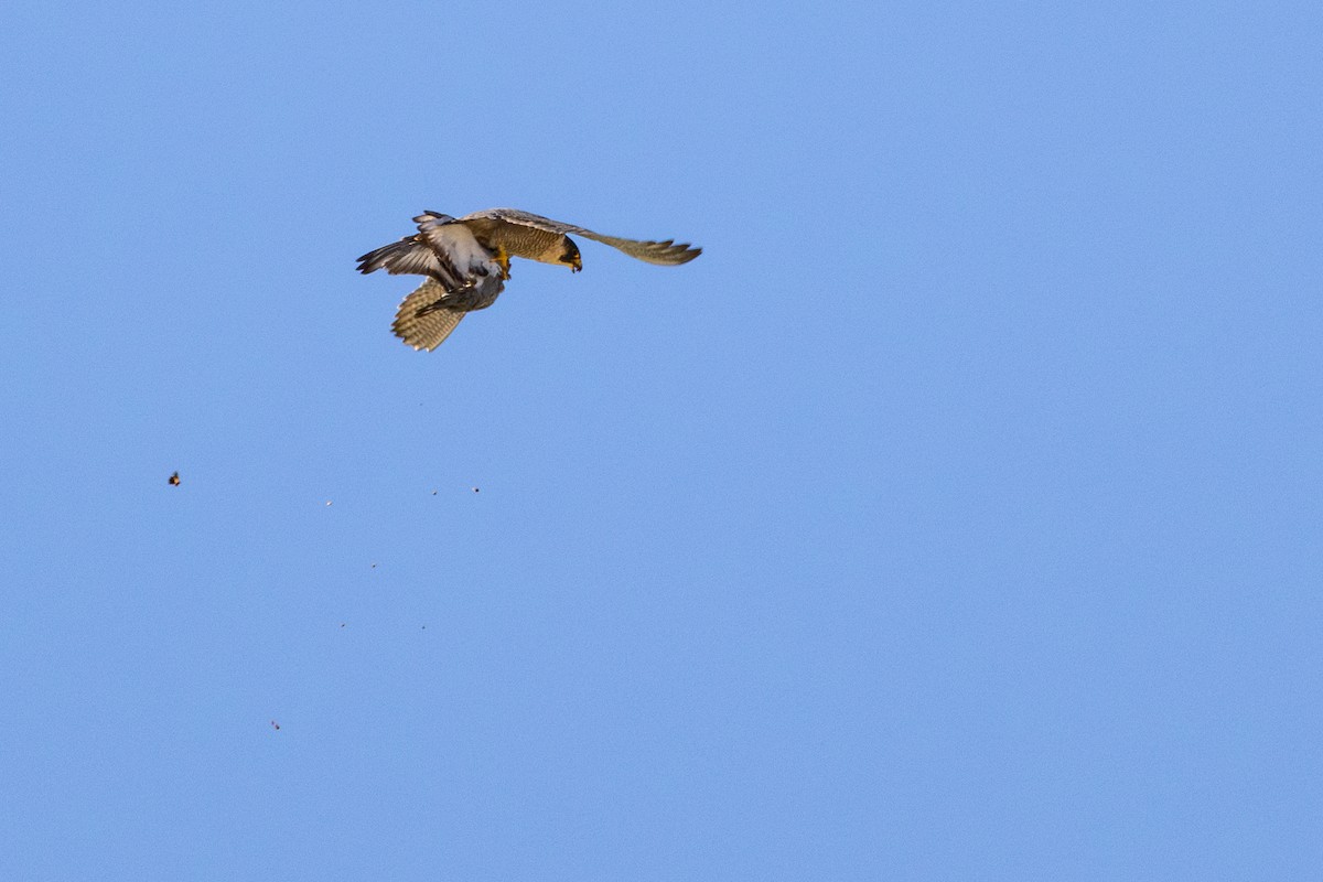 Halcón Peregrino - ML646782257