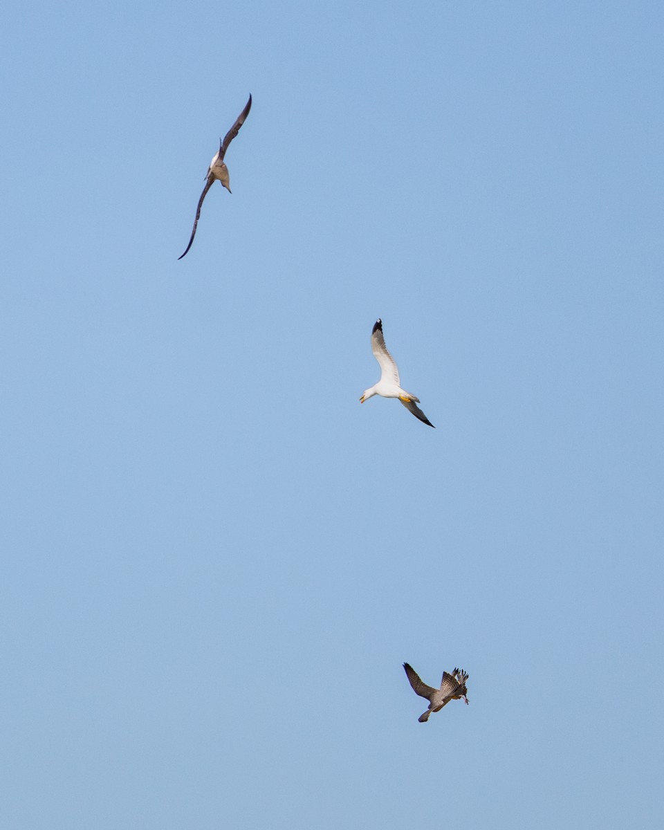 Halcón Peregrino - ML646782258