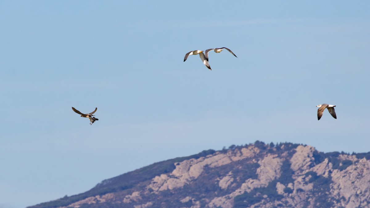 Halcón Peregrino - ML646782260