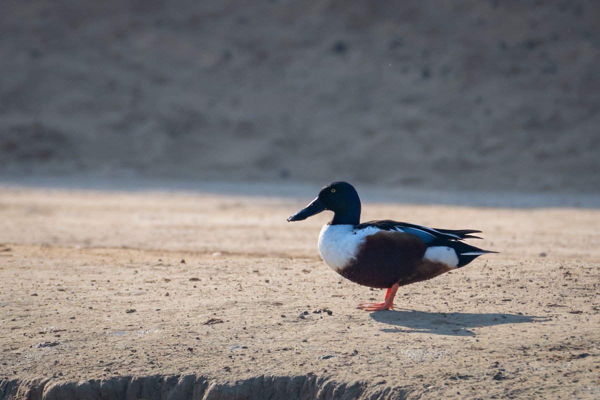 Широконоска - ML646782261