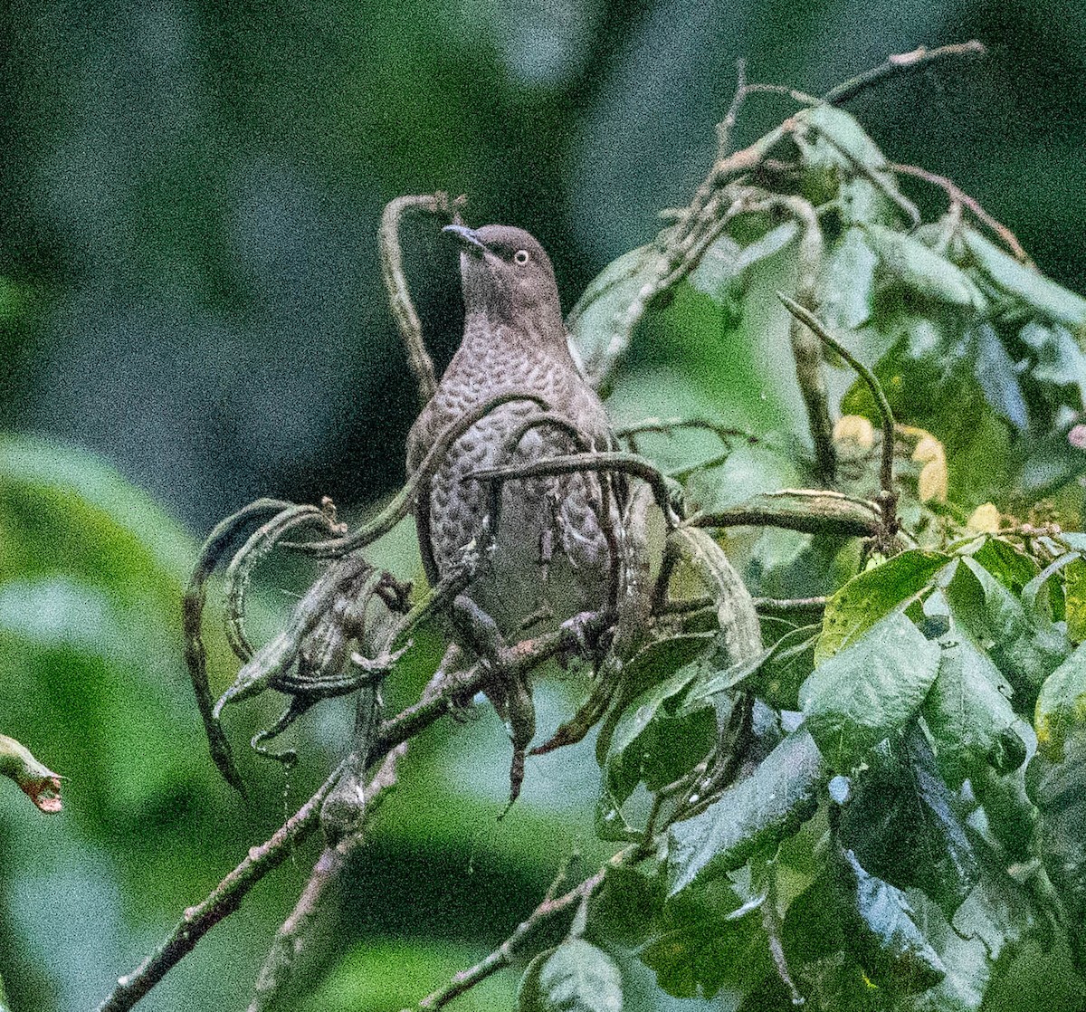 Cuitlacoche Oscuro - ML646782262