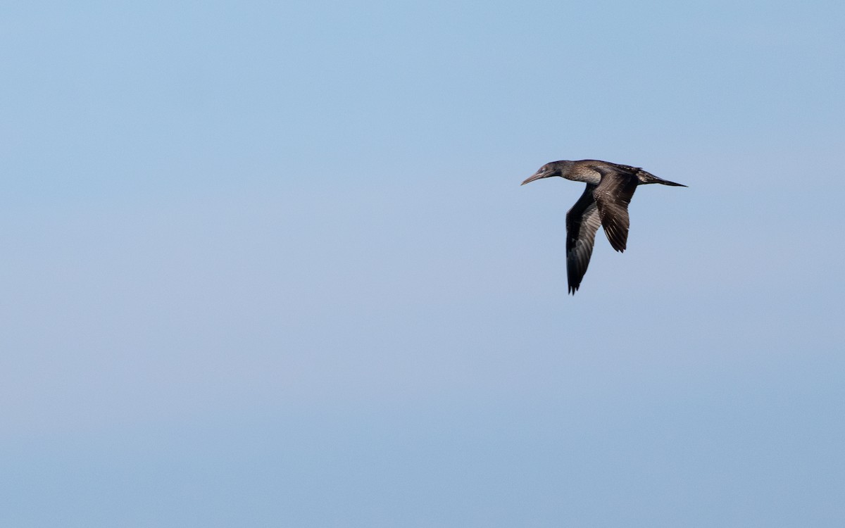 Alcatraz Atlántico - ML646782264