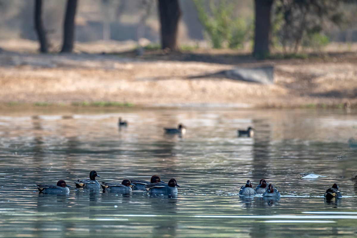 Чирок-свистунок - ML646782265