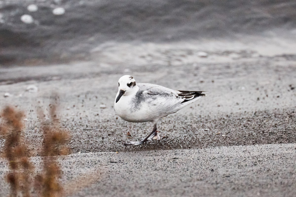 灰瓣足鷸 - ML646782267