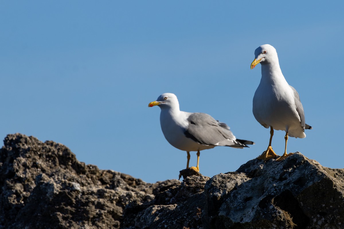 Gaviota Patiamarilla - ML646782269