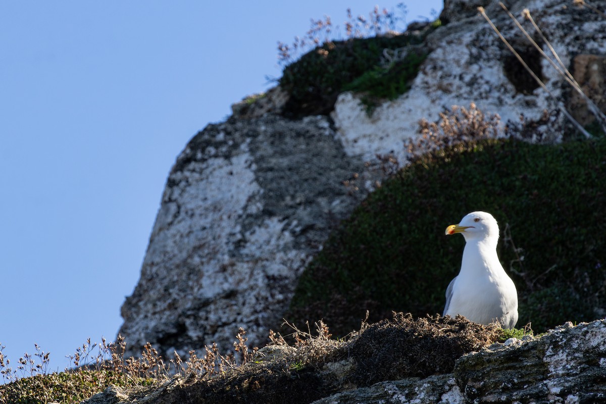 Gaviota Patiamarilla - ML646782270