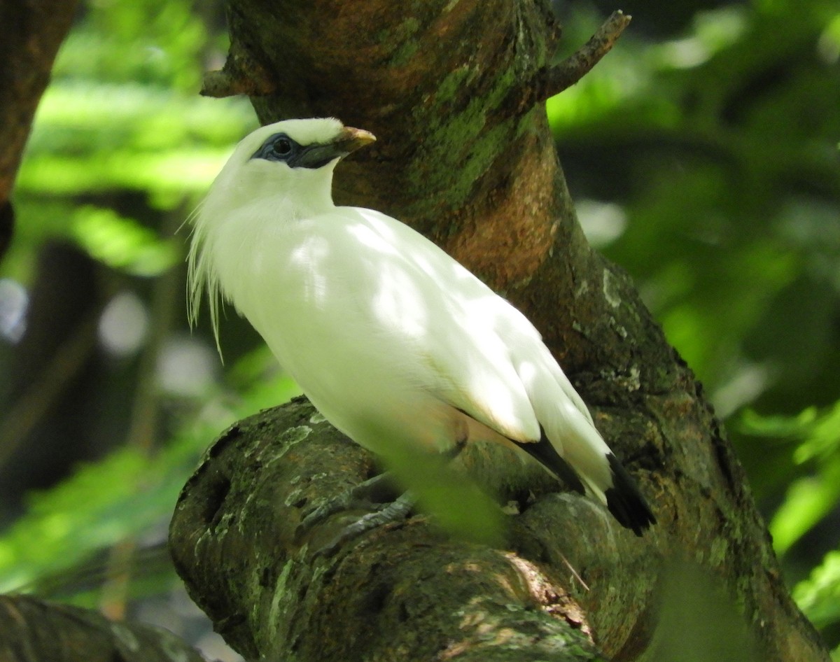 ub. fugl (Aves sp.) - ML646782271