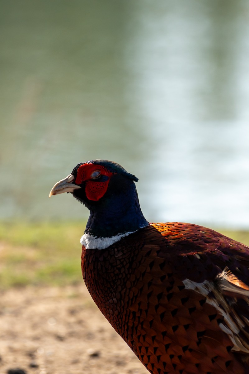 Фазан - ML646782273