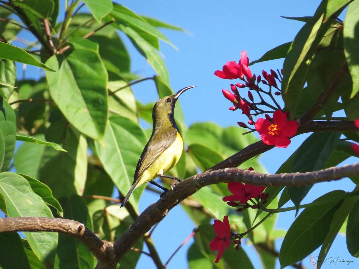 Garden Sunbird - ML646782274