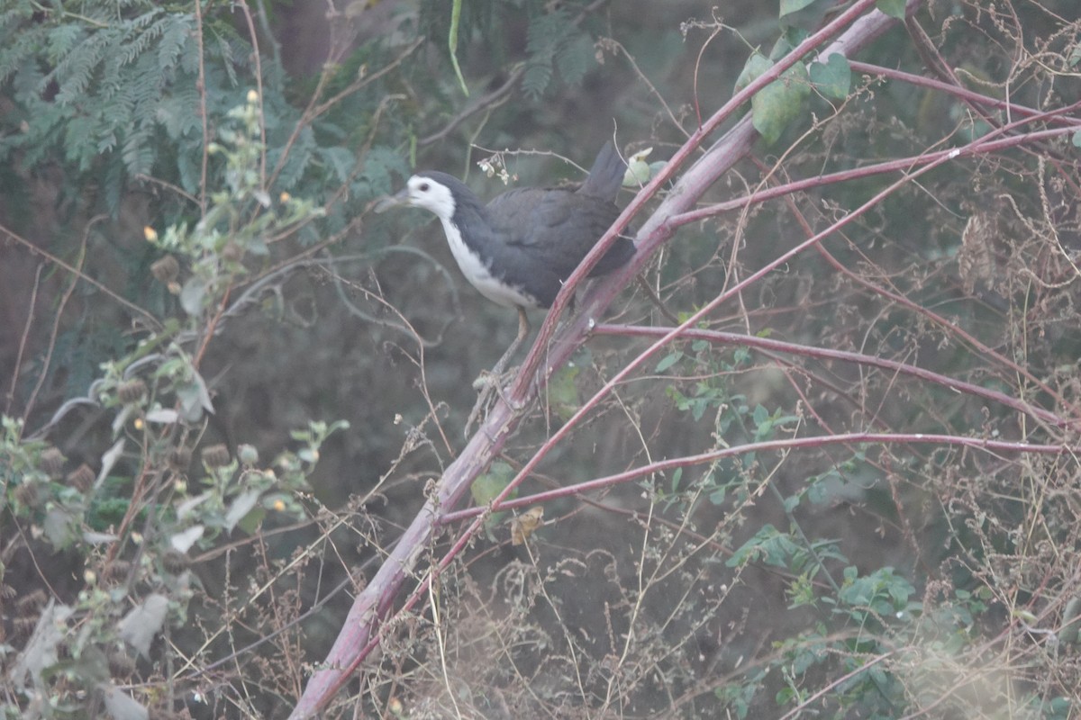 hvitbrystrikse - ML646782275