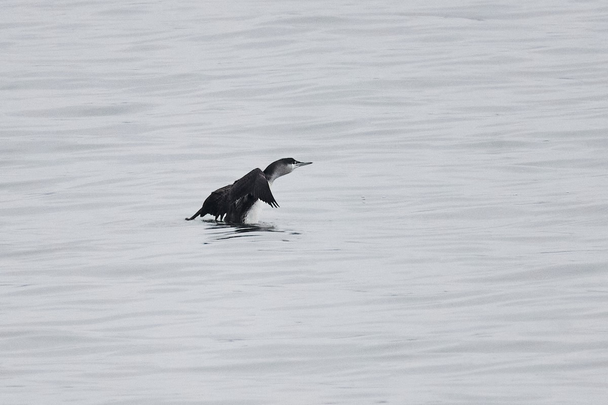 紅喉潛鳥 - ML646782276