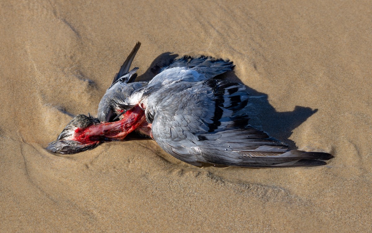 Halcón Peregrino - ML646782277