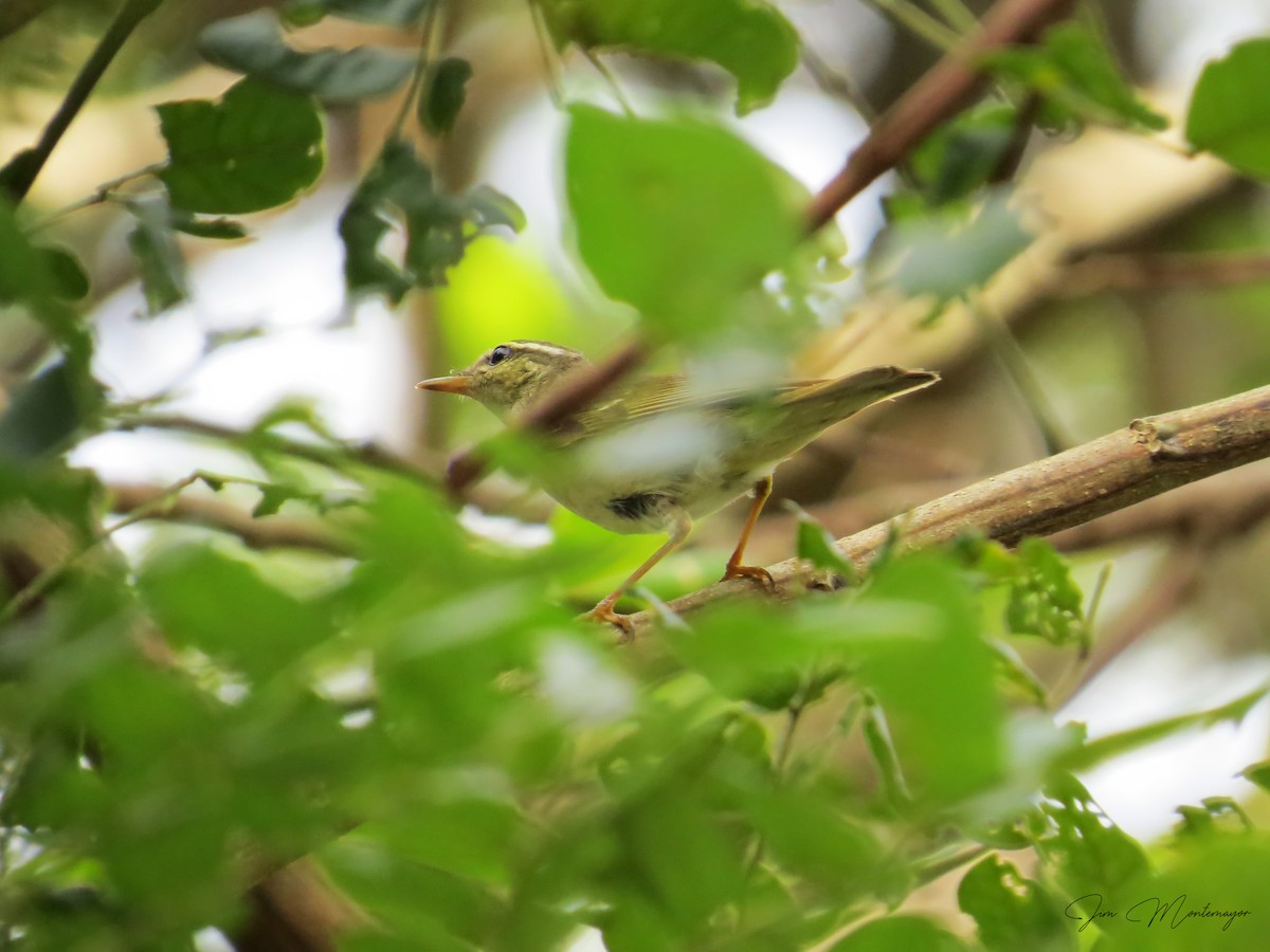 Arctic Warbler - ML646782279