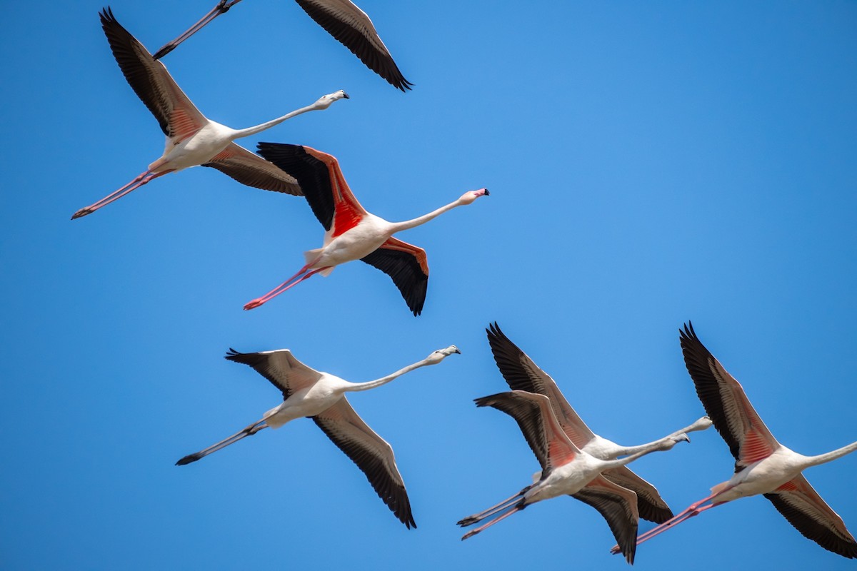 Розовый фламинго - ML646782280