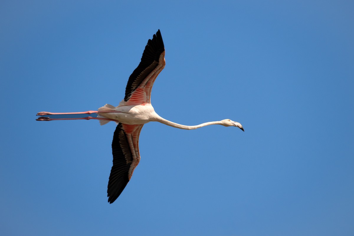 Розовый фламинго - ML646782281