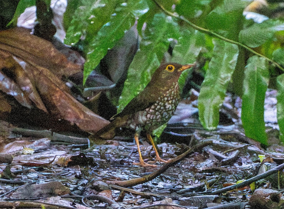 Zorzal Antillano - ML646782282