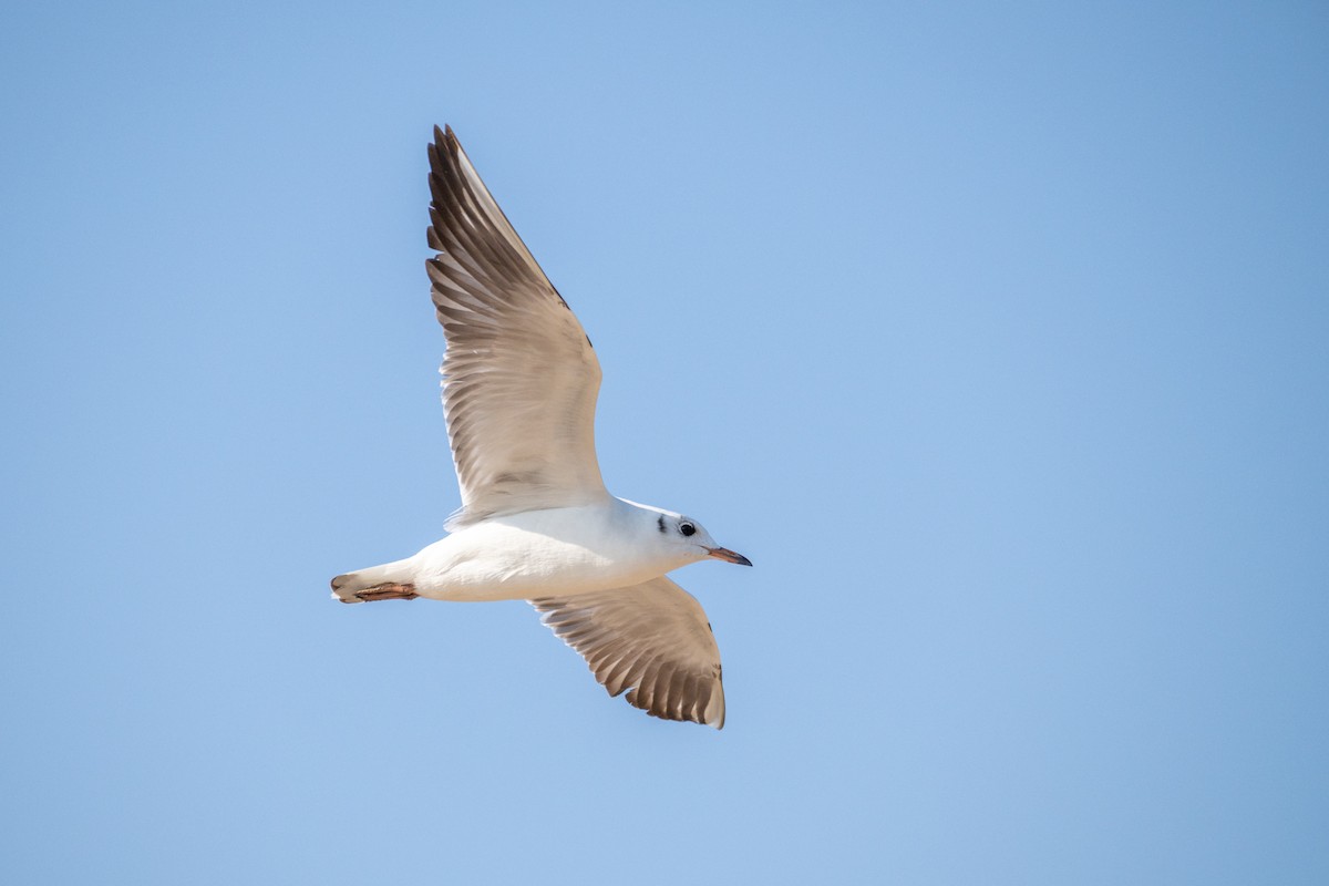 Озёрная чайка - ML646782285