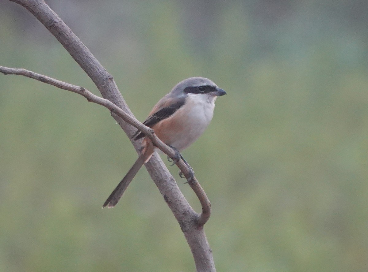 rustvarsler - ML646782290