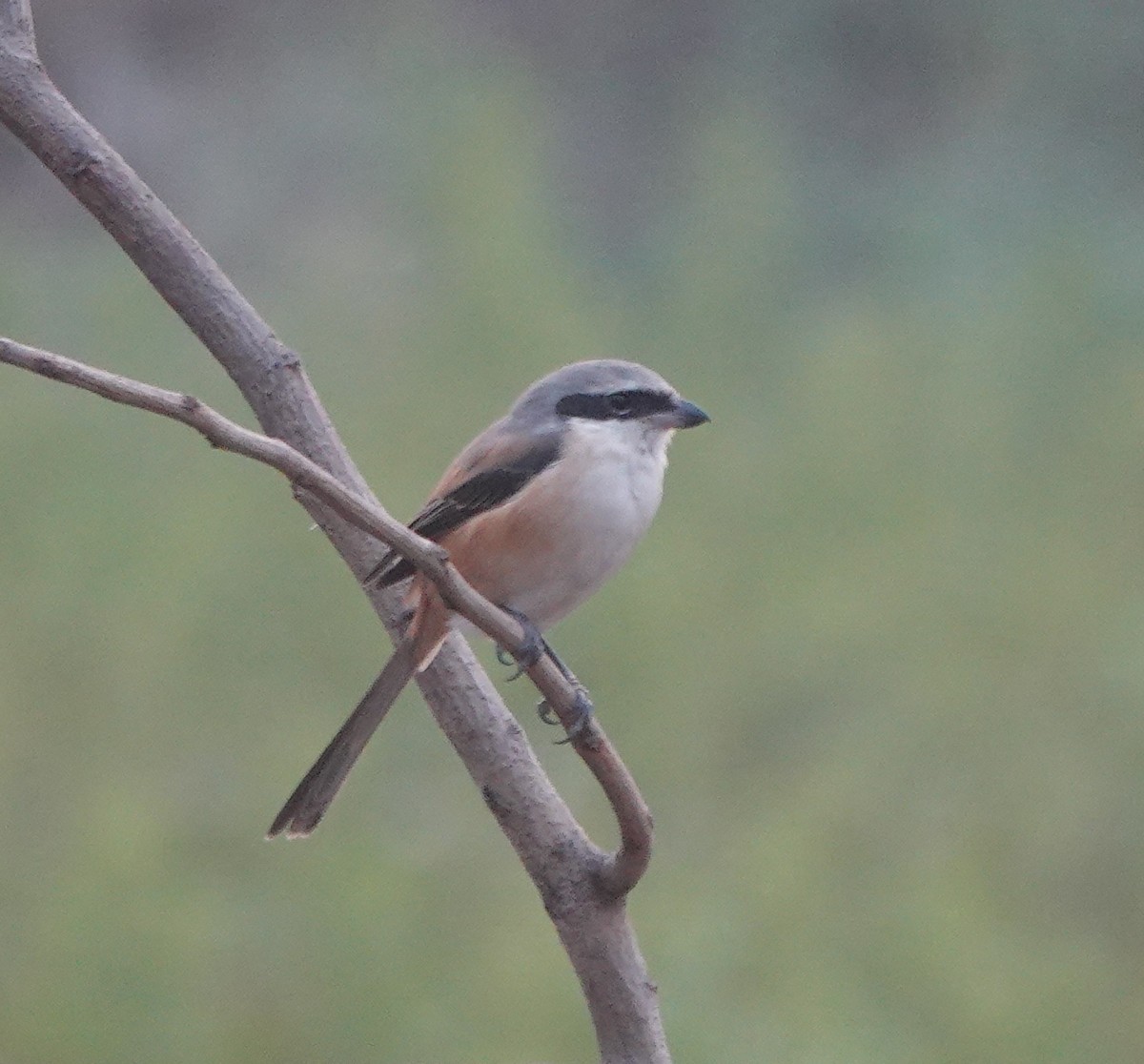 rustvarsler - ML646782291