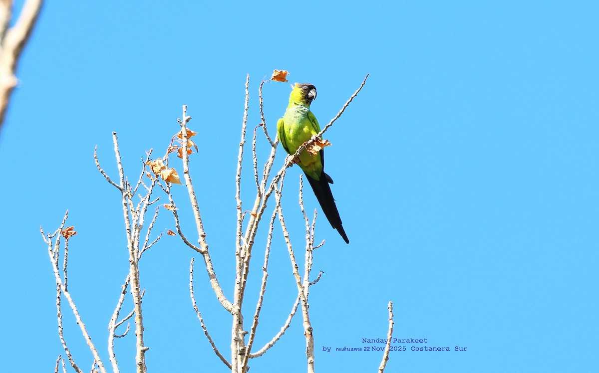 Nandaysittich - ML646782298