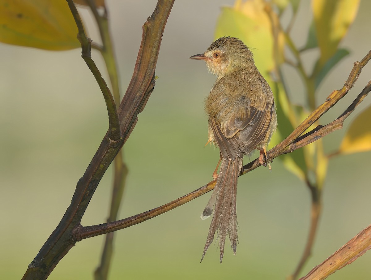 Plain Prinia - ML646782301