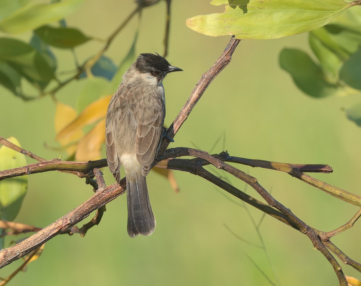 Sooty-headed Bulbul - ML646782306