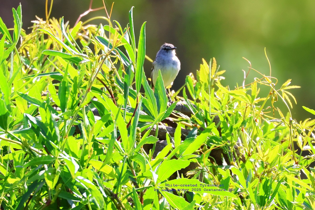 White-crested Tyrannulet - ML646782308