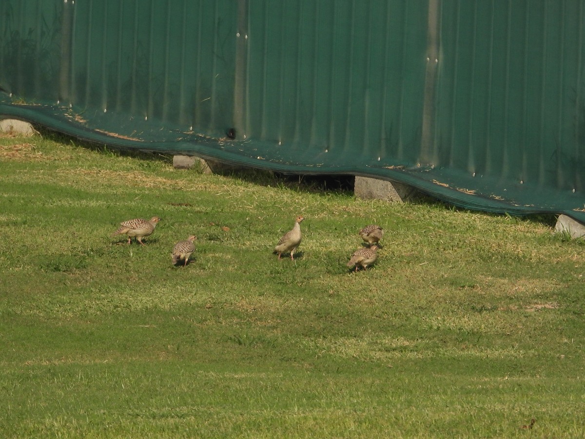 Gray Francolin - ML646782335