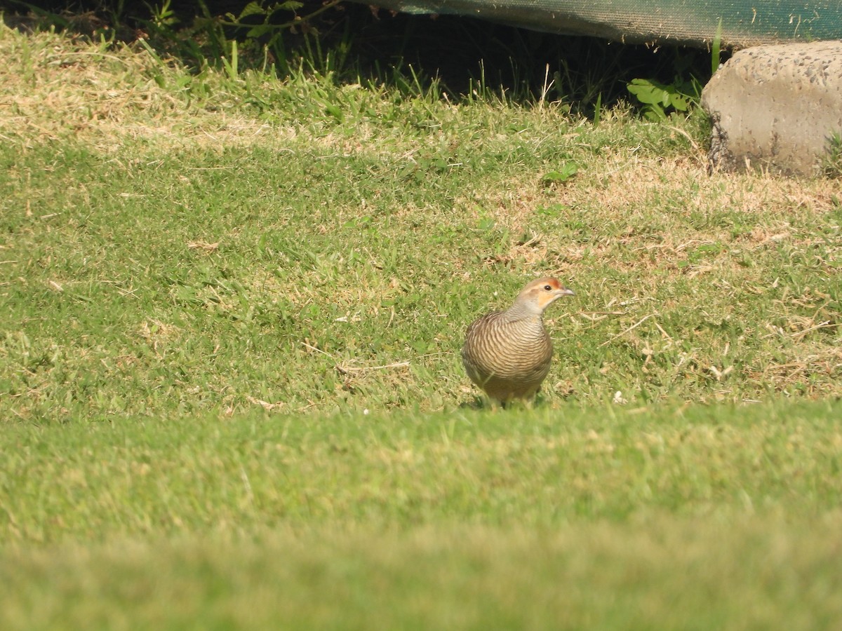 Gray Francolin - ML646782336