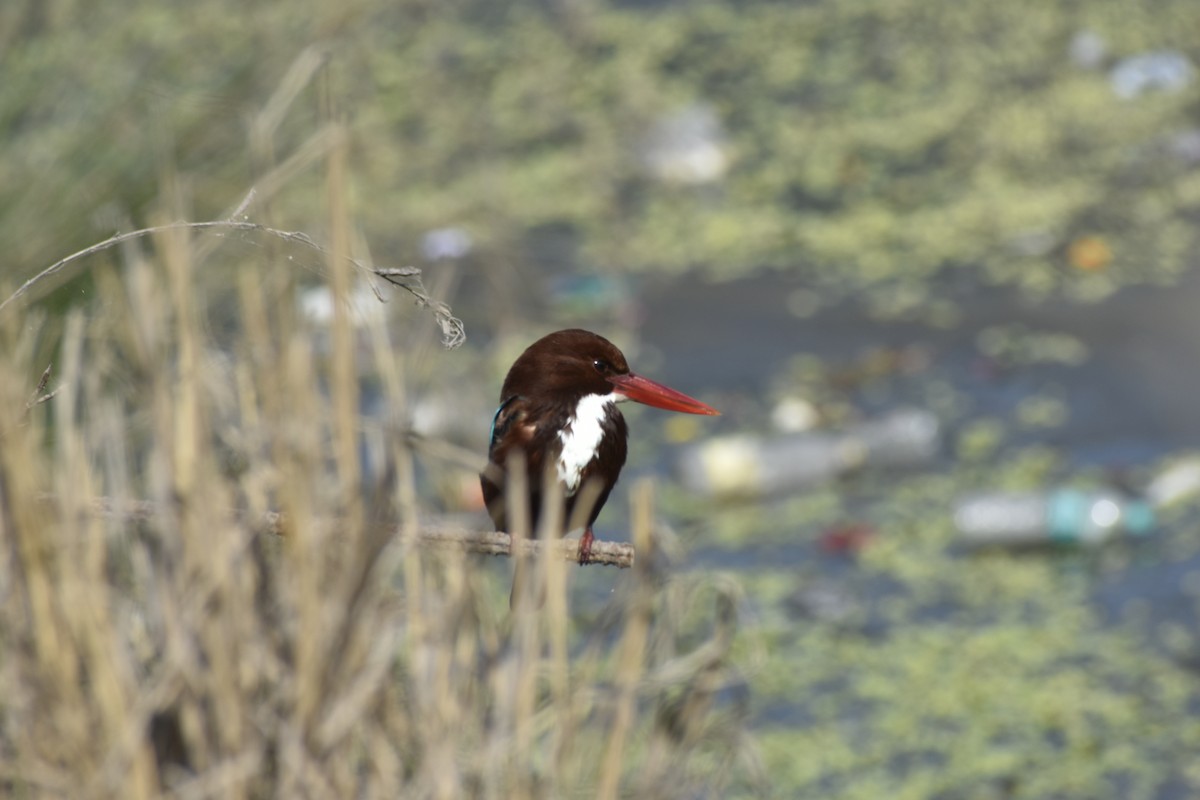 Martin-chasseur de Smyrne - ML646782337
