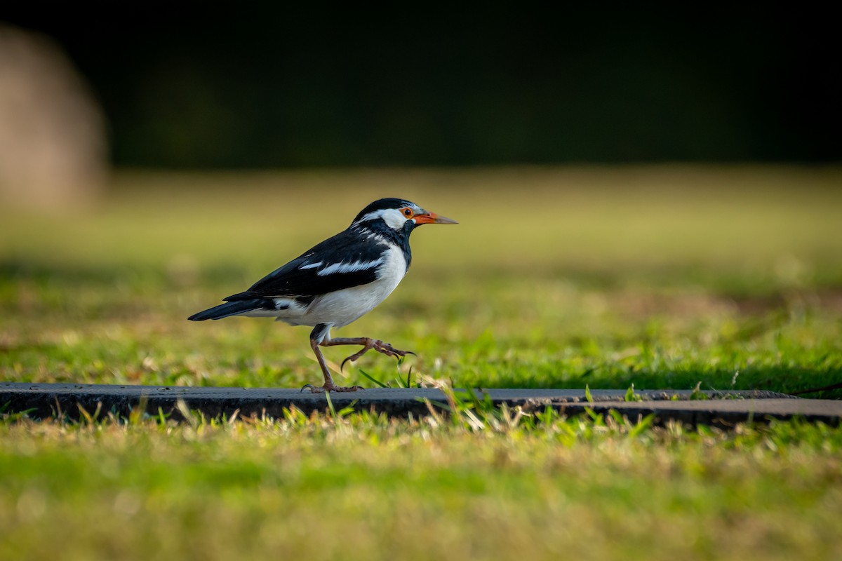 Indian Pied Starling - ML646782339