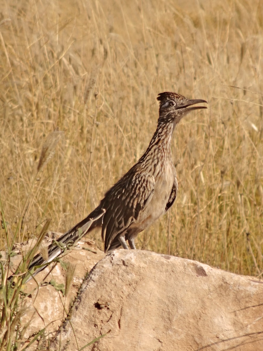 Greater Roadrunner - ML646782340