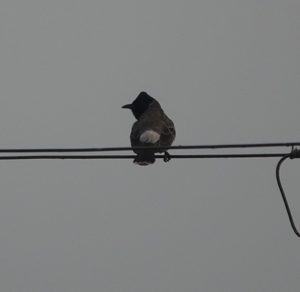 rødgumpbylbyl - ML646782342