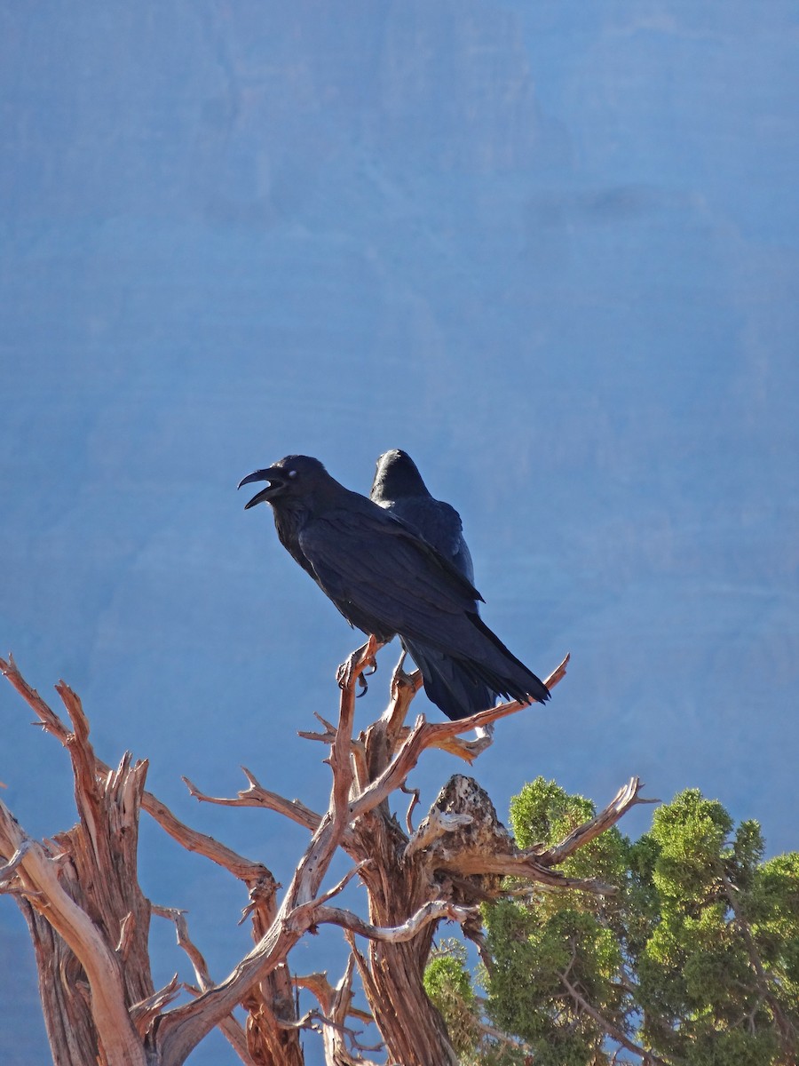 Common Raven - ML646782343