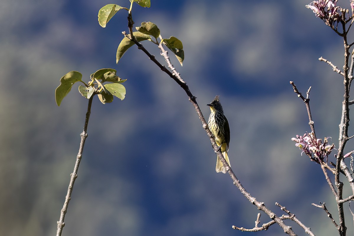 Striated Bulbul - ML646782347