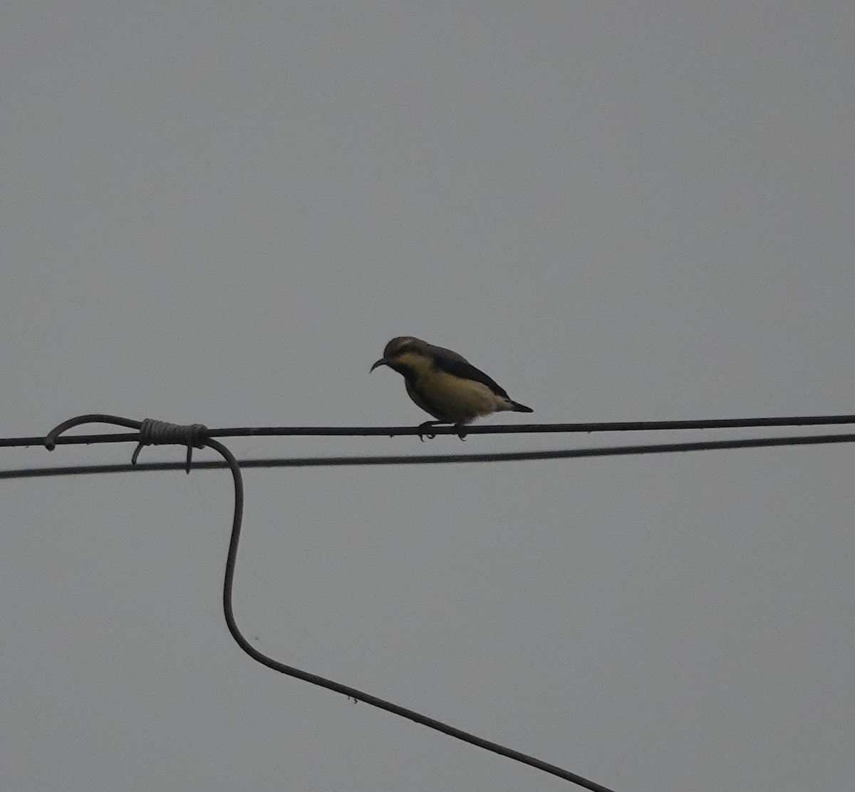 purpursolfugl - ML646782348