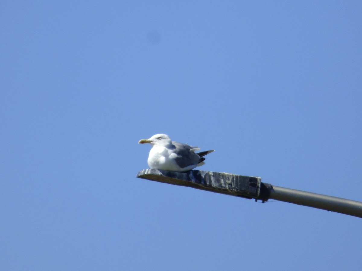 Yellow-legged Gull - ML646782350
