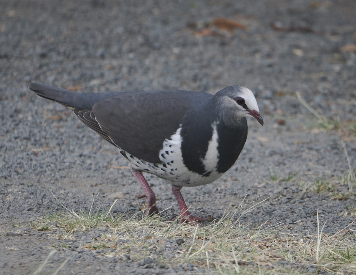 wongadue - ML646782351